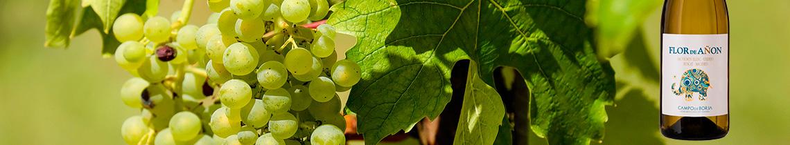 Bodegas Santo Cristo lanza su Flor de Añón blanco Bodegas Santo Cristo lanza su Flor de Añón blanco
