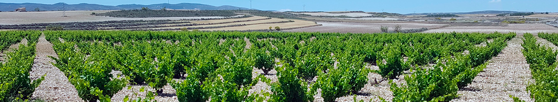 GastroBelchite, el nuevo proyecto de gastroturismo del Campo de Belchite GastroBelchite, el nuevo proyecto de gastroturismo del Campo de Belchite