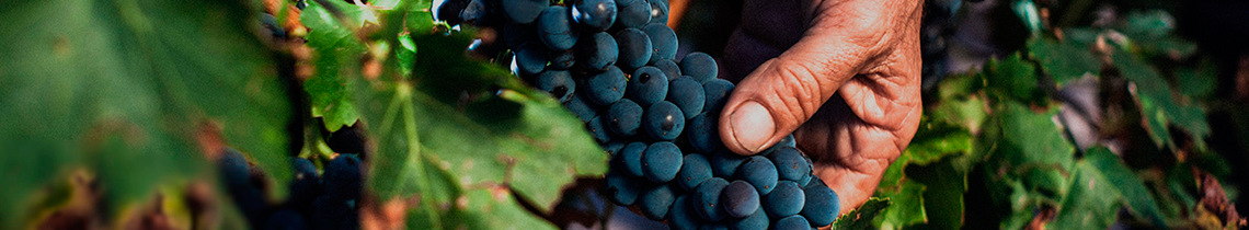 Grandes Vinos estrena web Grandes Vinos estrena web