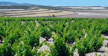 GastroBelchite, el nuevo proyecto de gastroturismo del Campo de Belchite