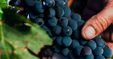 Grandes Vinos estrena web